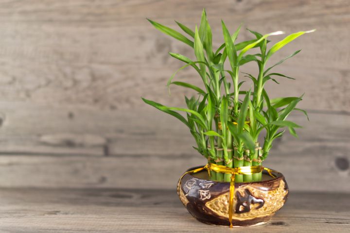 Bamboo in vase by Victoria Romanchenko | www.shutterstock.com