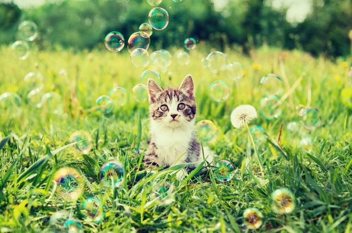 10 Cutest Cat Accounts To Follow On Instagram For Your Daily Dose Of Purr-fection!