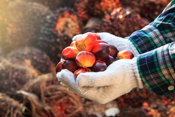 Palm Oil: The Seemingly Invisible But Ever-Present Oil That Everyone Should Know About