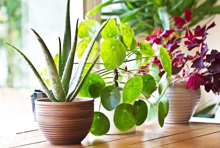 6 Indoor Plants That Are Pretty Hard To Kill