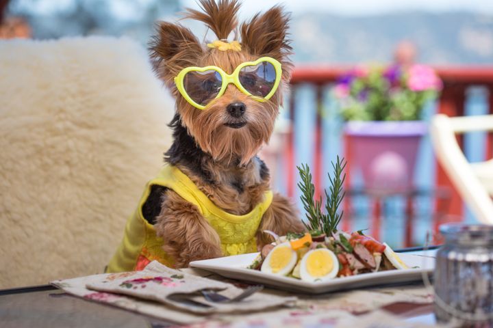 5 Cafes In Mumbai That Will Serve You And Your Pup Some Finger Licking Food
