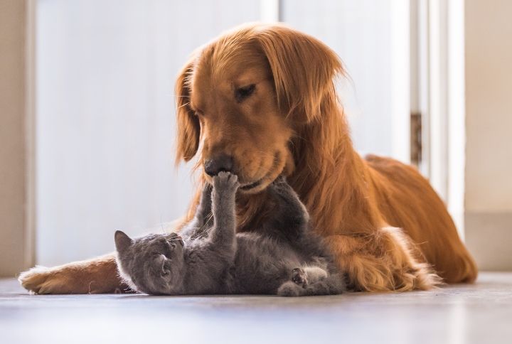 5 Things To Know Before You Bring Home A Dog And A Cat At The Same Time