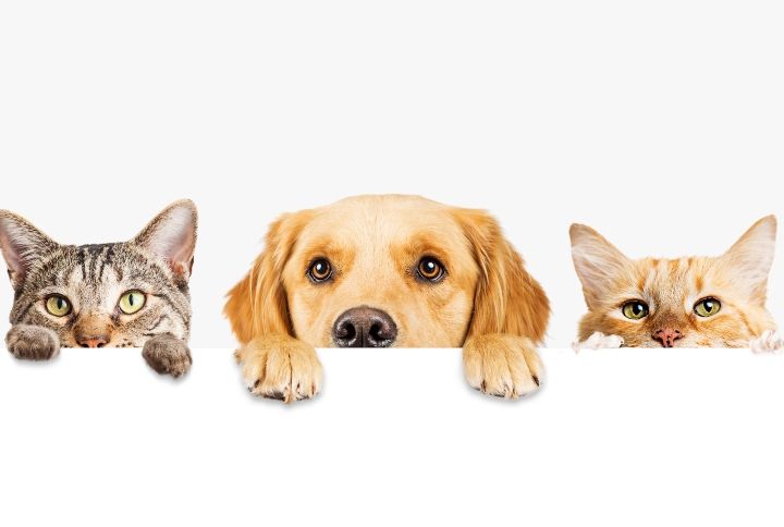 Row of the tops of heads of cats and dogs with paws up, peeking over a blank white sign By Susan Schmitz | www.shutterstock.com