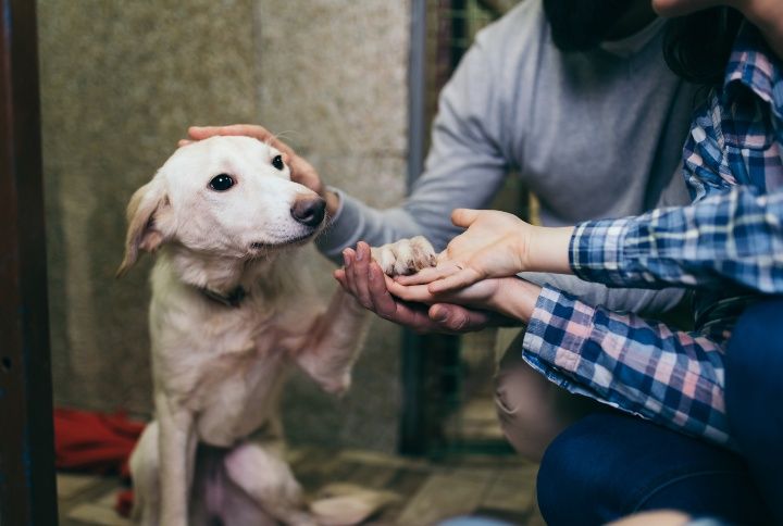 Why Getting Home A Rescue Dog Is The Best Decision You’ll Ever Make