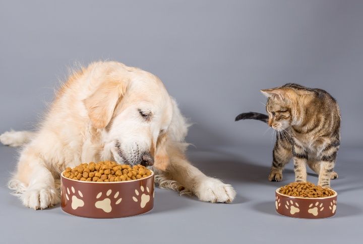 Dog and cat eating dry food in bowls By 135pixels | www.shutterstock.com