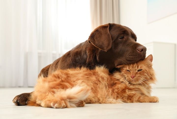 Cat and dog together on floor indoors By New Africa | www.shutterstock.com