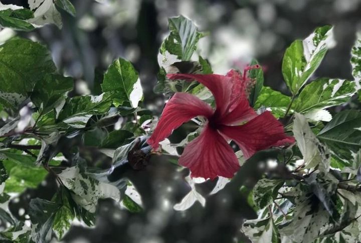 Benefits of Hibiscus