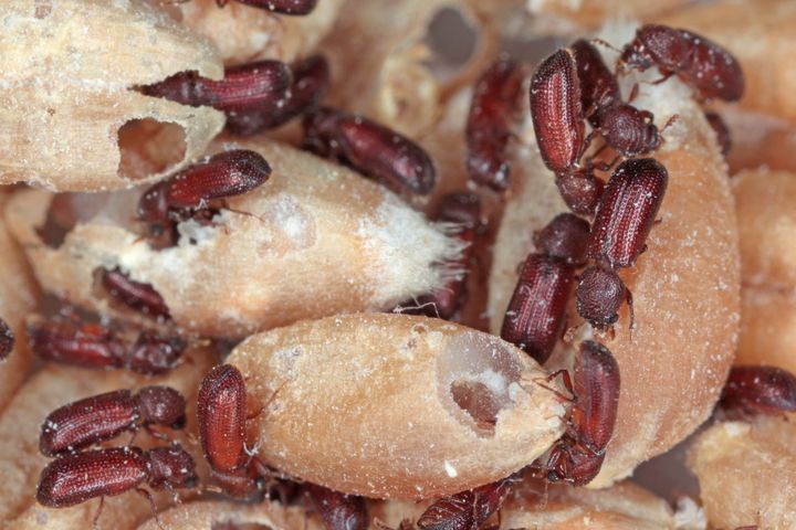 Rotten Grains By Tomasz Klejdysz | www.shutterstock.com