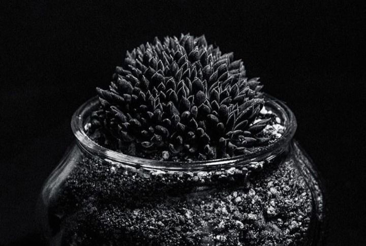 Black Succulents Are Real—& They Match Your Dark Soul