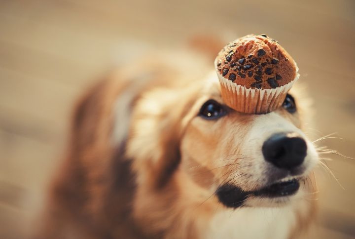 A Shelter In US Is Sending A Puppy With Cupcakes To The One You Love For V-Day