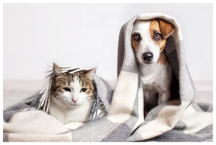 Dog and cat under a plaid by Gladskikh Tatiana | www.shutterstock.com