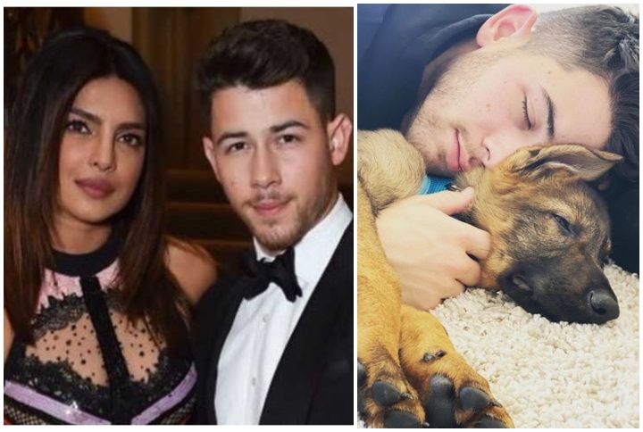 Video: Priyanka Chopra Surprises Nick Jonas By Gifting Him An Adorable Puppy