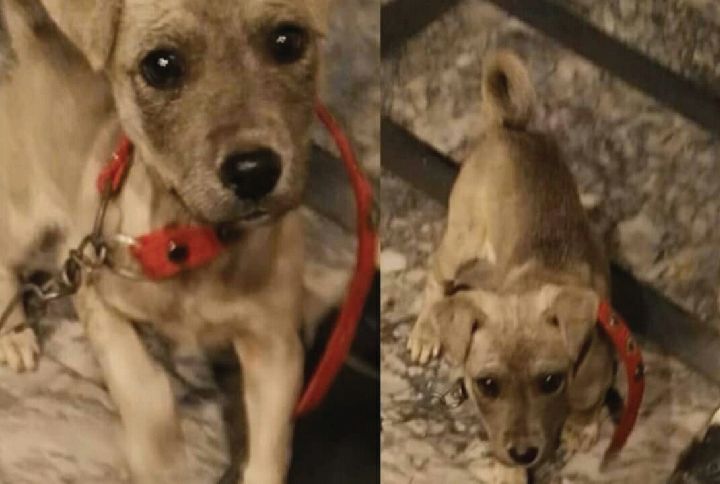 Puppies Who Found A Home Thanks To Jitendra Sharma