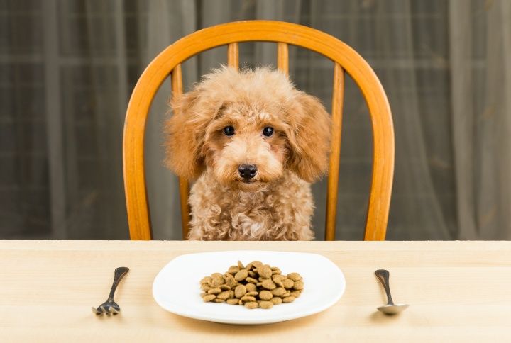 5 Facts You Should Know About Dog Food If You’re A Pet Parent
