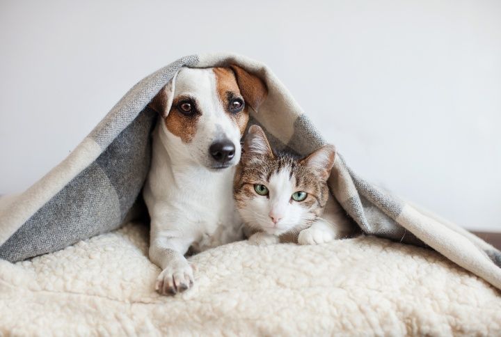 Dog and cat together. Dog hugs a cat under the rug at home By Gladskikh Tatiana | www.shutterstock.com