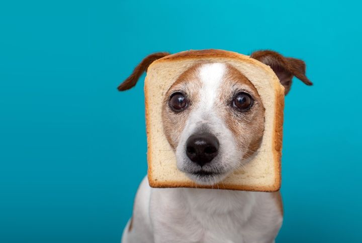 Want To Treat Your Dog Special? Here’s How You Can Make Banana Bread For Them