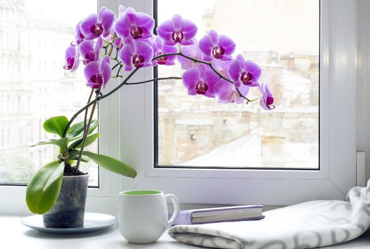 Orchid Plant By Nemika_Polted | www.shutterstock.com