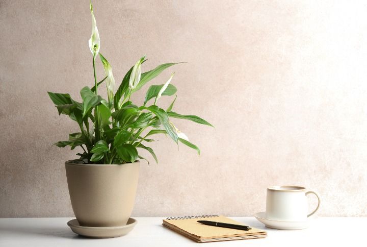 Peace Lily By New Africa | www.shutterstock.com