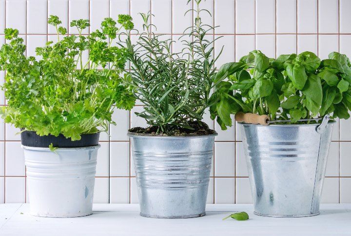 6 Steps To Starting A Kitchen Garden—As Told By An Expert