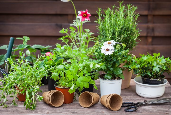 Kitchen Garden Containers By Ingrid Balabanova | www.shutterstock.com