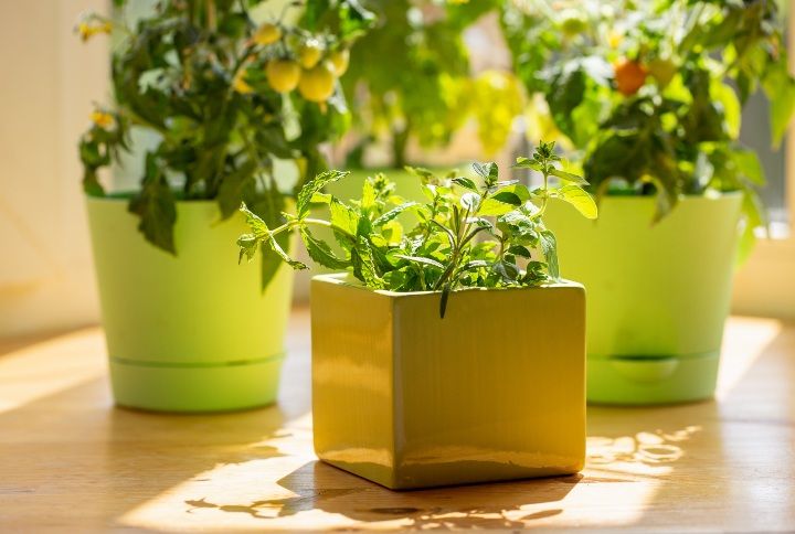 Kitchen Garden By Geshas | www.shutterstock.com