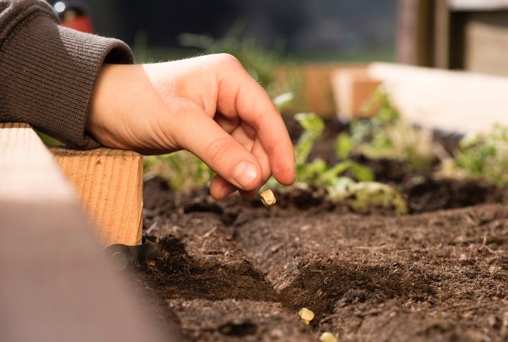 Kitchen Garden Seed By Floki | www.shutterstock.com