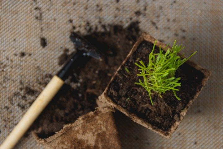 Fertlising Indoor Plants By Beykov Maksim | www.shutterstock.com