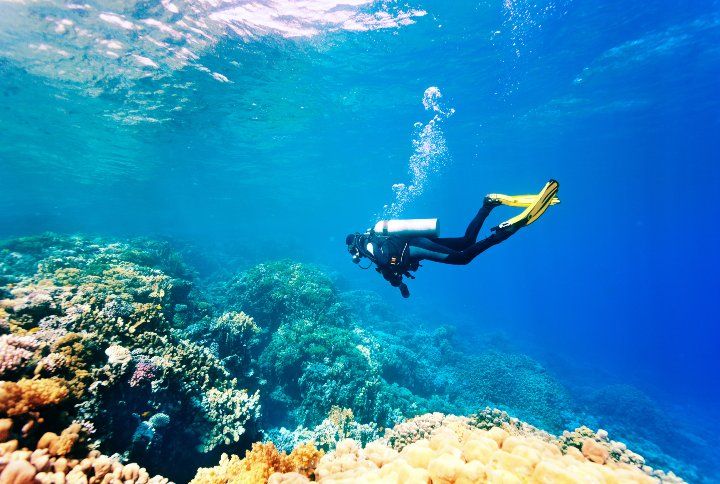 Want To Go Scuba-Diving? These Marine Sanctuaries Are Offering Virtual Dives RN
