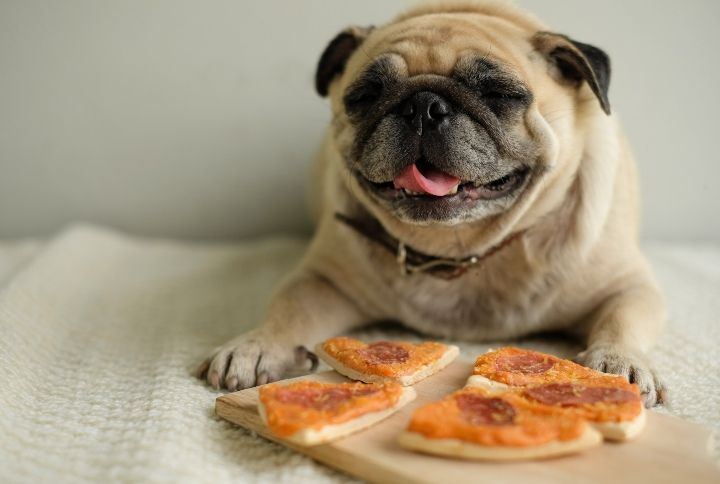 How To Make Pizza Bites For Your Dog