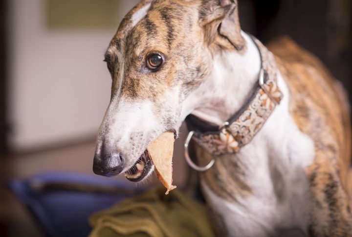 Greyhound eating pizza By Dalaifood | www.shutterstock.com