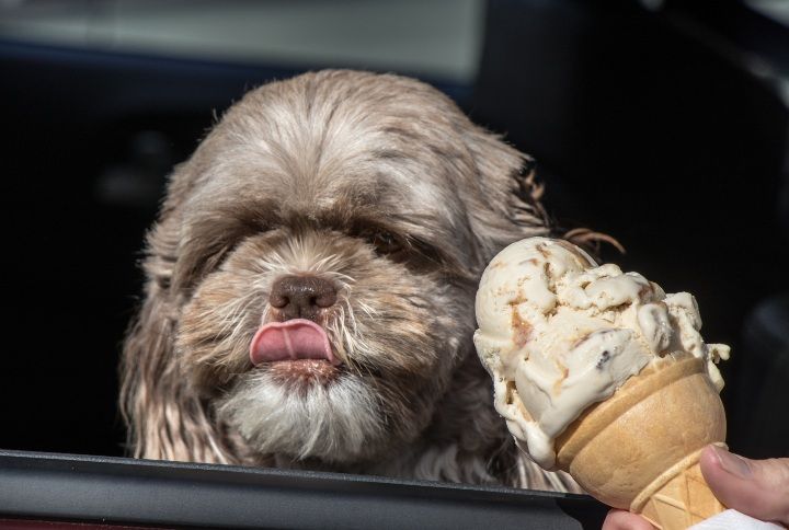 Dog Eating Ice Cream By Lynda McFaul | www.shutterstock.com