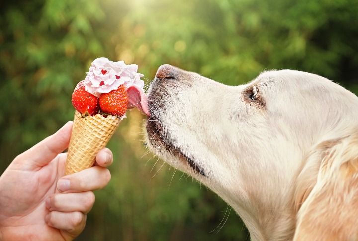 Dog Licks Ice Cream By Stickler | www.shutterstock.com