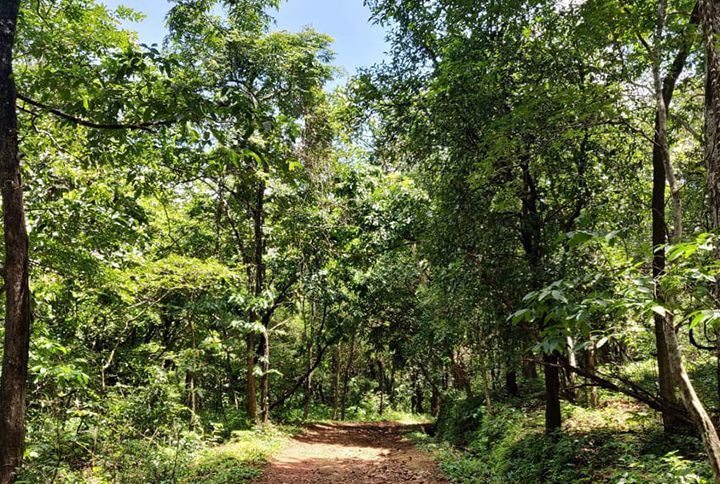 #IfTreesCouldTalk: 3 Projects Inside One Of Goa’s Wildlife Sanctuaries—Here’s Why That’s A Problem