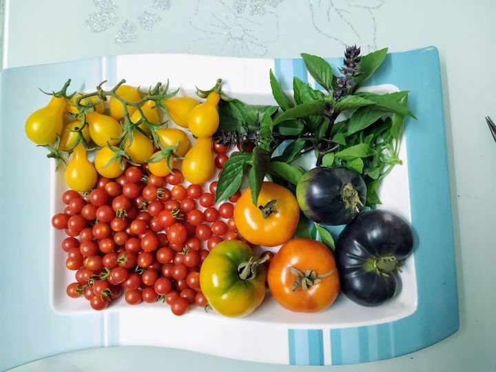 Dr. Vinnie Mehta's Kitchen Garden