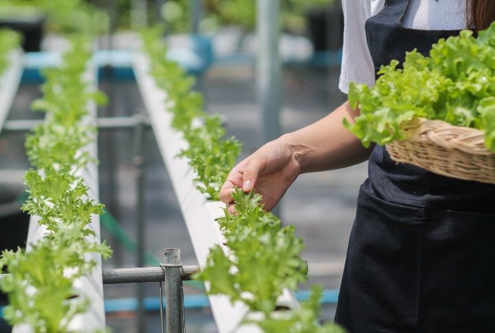 7 FAQs On Hydroponics &#038; Basic Gardening—Answered By A Hydroponics Expert