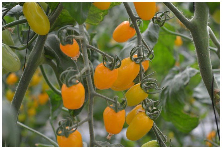 Cherry Tomatoes Grown Hydroponically By Narsinh