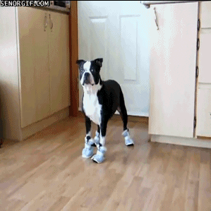 Dog Shoes GIF - Find & Share on GIPHY