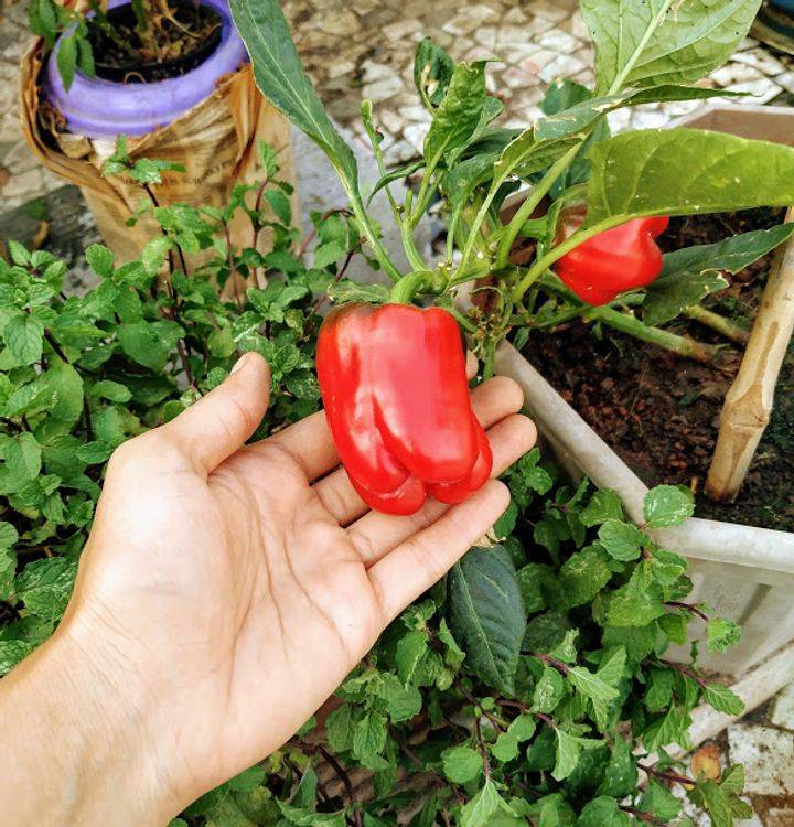 Dr. Vinnie Mehta's Kitchen Garden