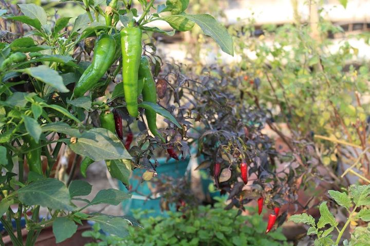 Dr. Vinnie Mehta's Kitchen Garden