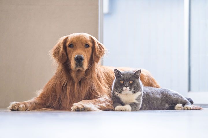 A Dog And A Cat (Image Courtesy: Shutterstock)