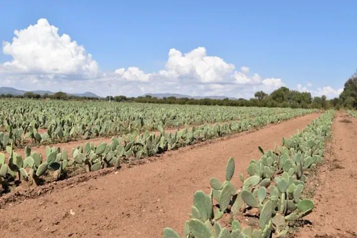 Cactus farm | www.desserto.com.mx