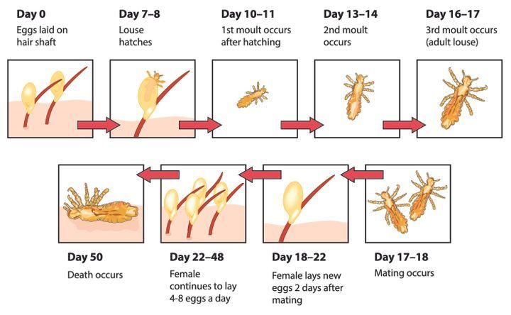 The life cycle of head lice. By Blamb | www.shutterstock.com
