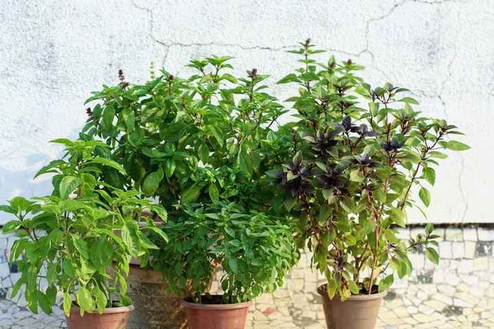 Dr. Vinnie Mehta's Kitchen Garden