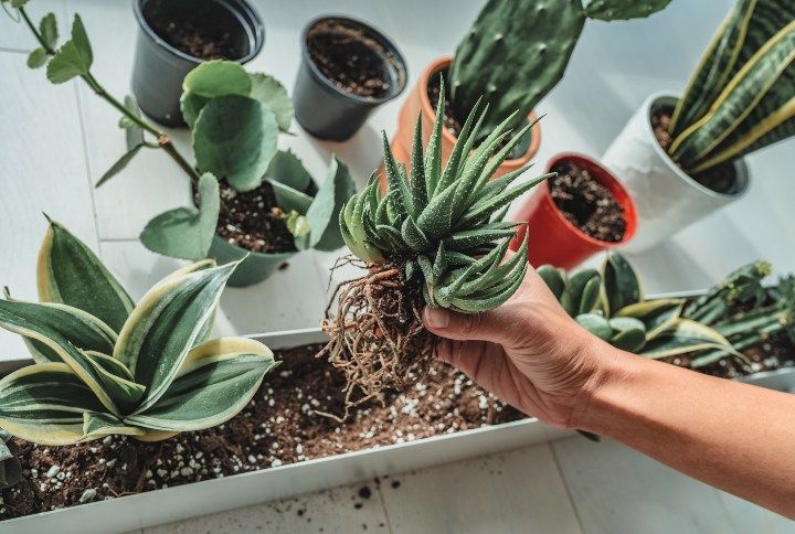 Indoor Planters By Maridav | www.shutterstock.com