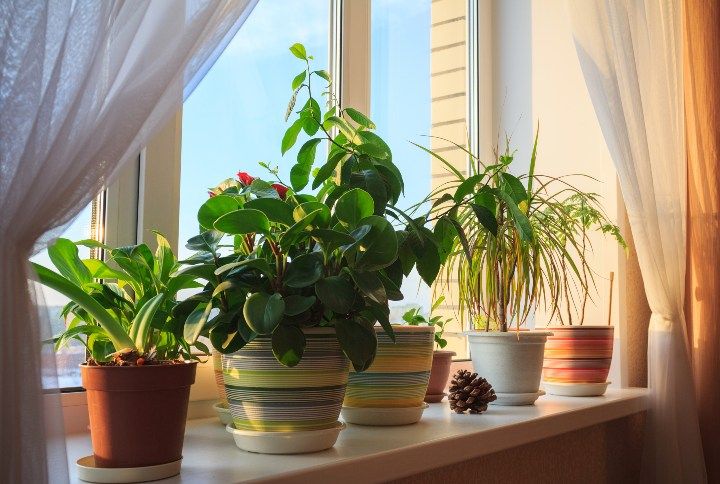 Indoor Planters By Anatolii Mikhailov | www.shutterstock.com