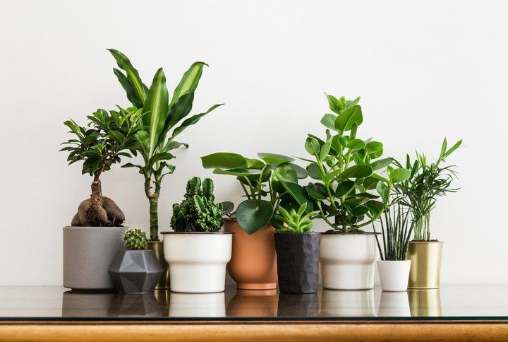 6 Incredible Benefits Of Having Indoor Plants
