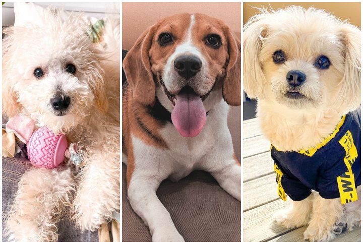 12 Doggo Posts That’ll Give Your Mood A ‘Paw-sitive’ Boost