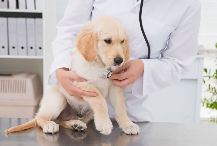 8 Unusual Signs Your Dog Is Really Sick & You Need To Take Them To A Vet