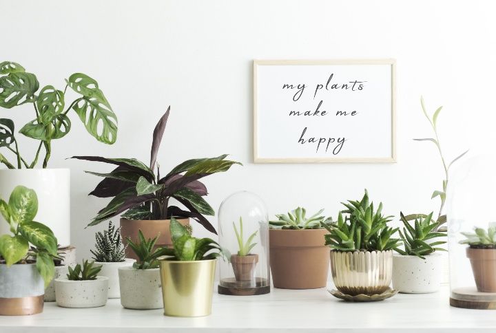 House Plants By Followtheflow | www.shutterstock.com