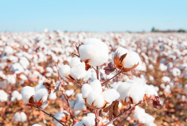 Did You Know The Environmental Cost Of Cotton?